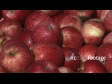 Royal Gala Apples 2 1281